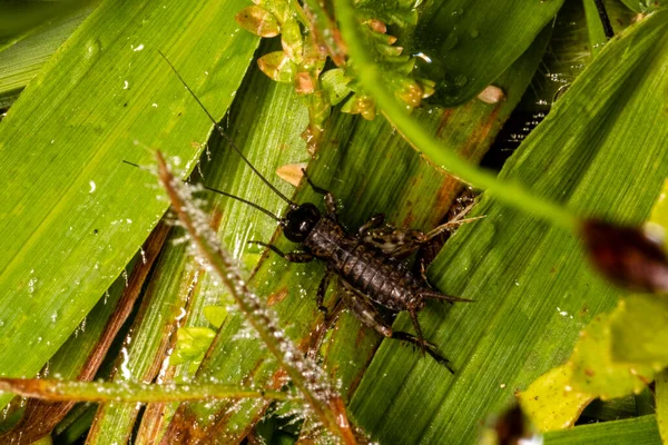 Foto Makro Dari Jangkrik Rumput — Stok Foto