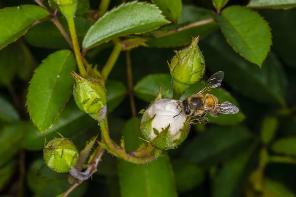 Пчела Apis Mellifera Rosebud — стоковое фото