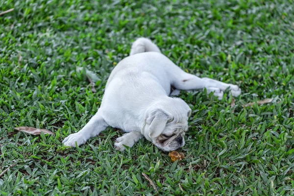 Chien Race Carlin Blanc Couché Sur Herbe — Photo