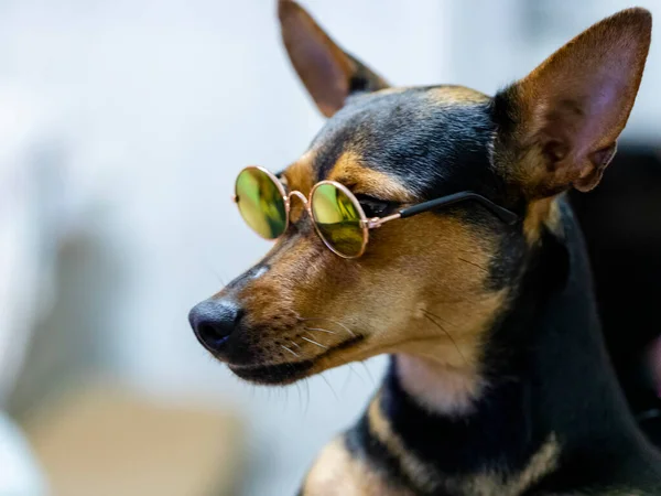 Hond Draagt Zonnebril Witte Achtergrond — Stockfoto