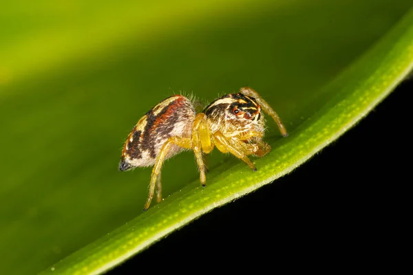Невеликий Стрибаючий Павук Зеленому Листі — стокове фото