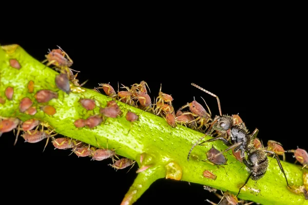 Aphids Eller Växtlöss Små Insekter Som Livnär Sig Växtsaft Den — Stockfoto