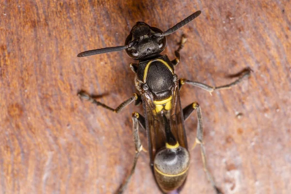 Осиное Гнездо Polybia Paulista Bee — стоковое фото