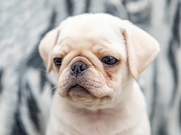 Close Pug Hond Baby Met Grote Ogen — Stockfoto