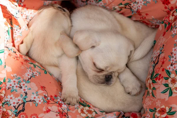 Chiots Chiots Chiot Mignon Dormir Tous Ensemble — Photo