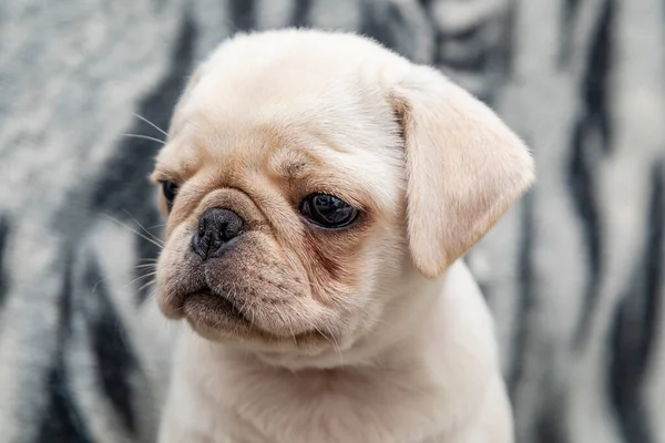 Close Cão Pug Bebê Com Grandes Olhos — Fotografia de Stock