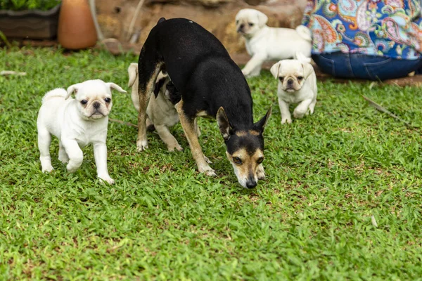 Lindos Cachorros Cachorros Jugando Jardín — Foto de Stock