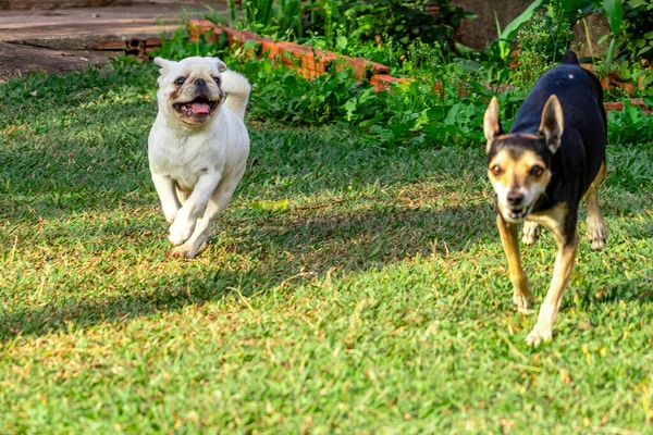 Pinscher Pug Dog Chasing Each Other Grass Playing — Stock Photo, Image