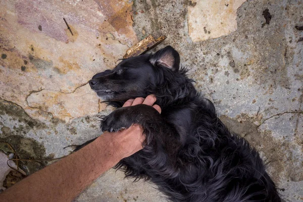 Hand Person Stroking Mutt Dog — Stock Photo, Image
