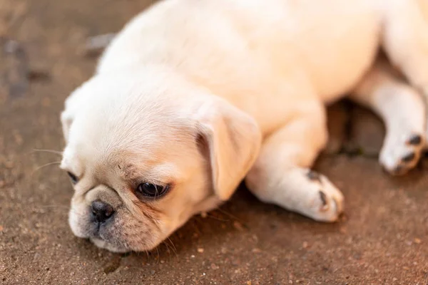 Leuke Pug Puppy Liggend Cementvloer — Stockfoto