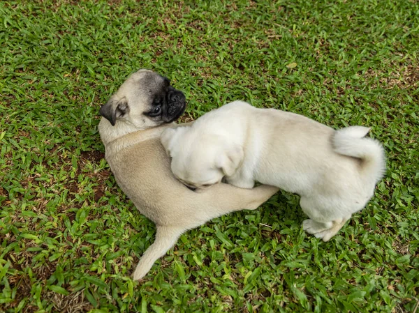 Leuke Pug Puppies Spelen Tuin — Stockfoto