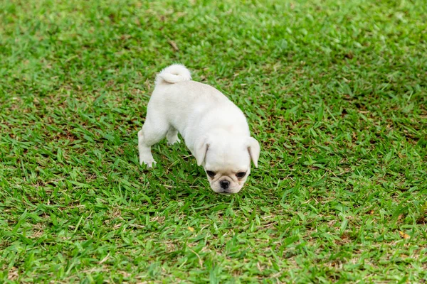 Leuke Pug Puppies Spelen Tuin — Stockfoto