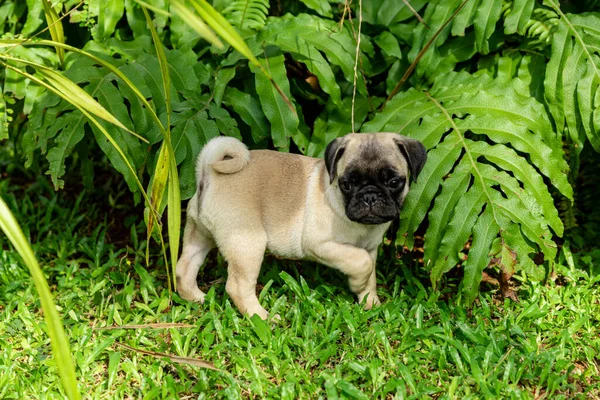 Leuke Pug Puppies Spelen Tuin — Stockfoto