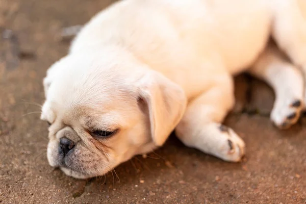 Leuke Pug Puppy Liggend Cementvloer — Stockfoto