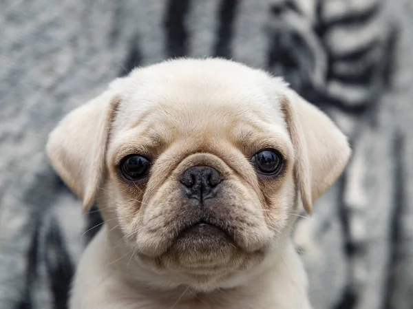 Close Pug Hond Baby Met Grote Ogen — Stockfoto