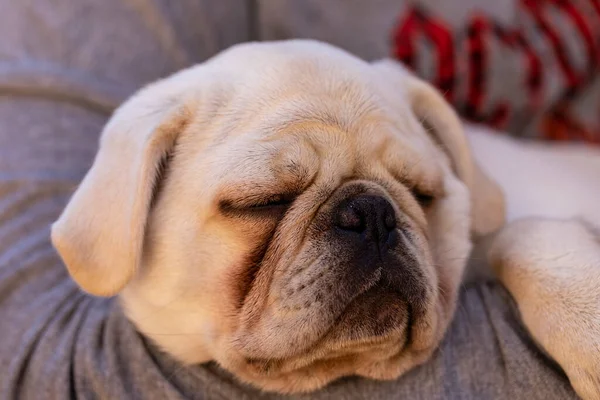 White pug dog lying on a person\'s lap.