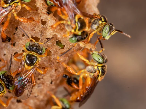 Makro Fotografi Ingången Till Svärm Den Brasilianska Jatai Bee — Stockfoto