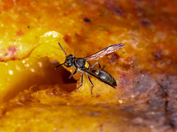 Wasp Polybia Paulista Eet Mango — Stockfoto