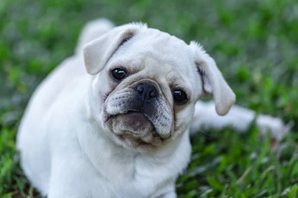 Chien Race Carlin Blanc Couché Sur Herbe — Photo