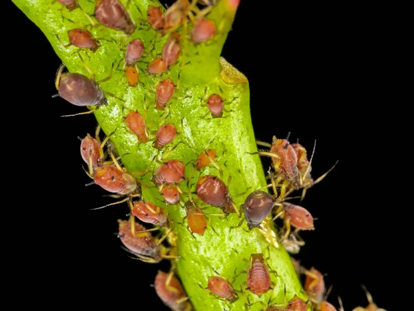 Aphids or plant lice are tiny insects that feed on plant sap, the aphidid superfamily, or Aphidoidea.