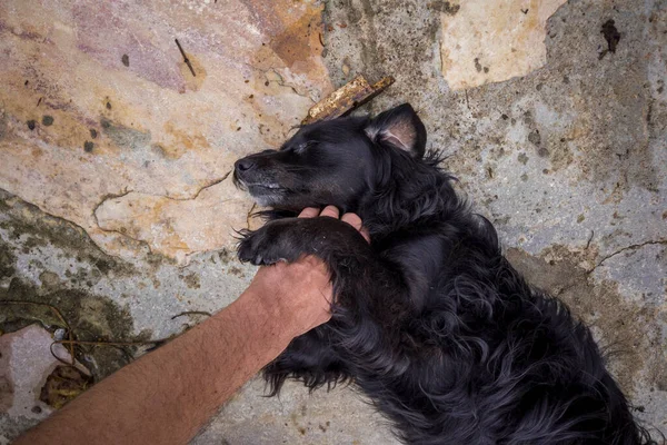 Hand of a person stroking mutt dog.