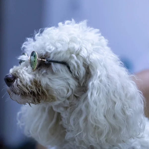 Hond Draagt Zonnebril Witte Achtergrond — Stockfoto