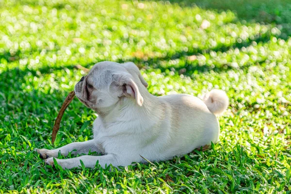 Chien Race Carlin Blanc Couché Sur Herbe — Photo