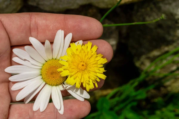 A person\'s hand holding spring flowers