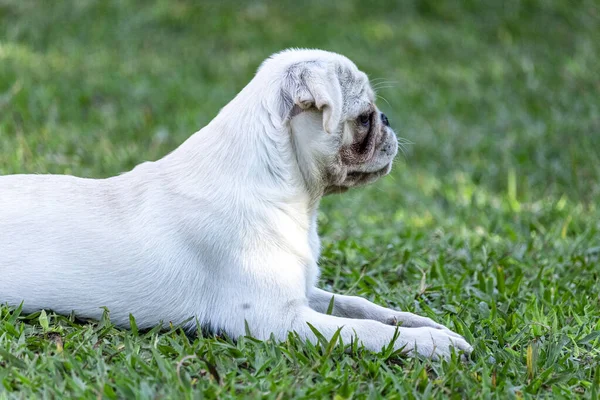 White Pug Breed Dog Lying Resting Grass — Stock Photo, Image