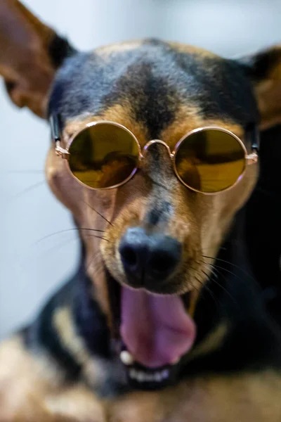 Chien Portant Des Lunettes Soleil Sur Fond Blanc — Photo