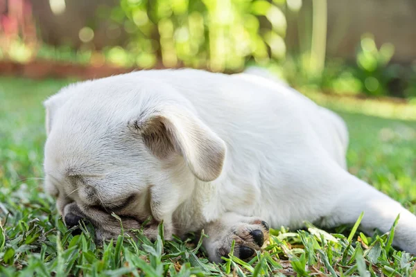 Branco Pug Raça Cão Deitado Descansando Grama — Fotografia de Stock