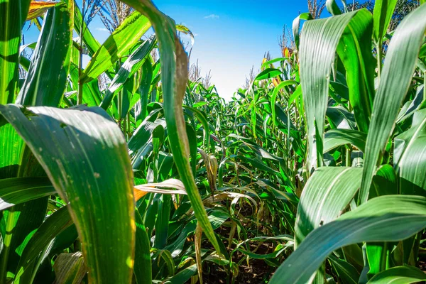 Hermoso Maizal Plantación Maíz Cielo Azul — Foto de Stock