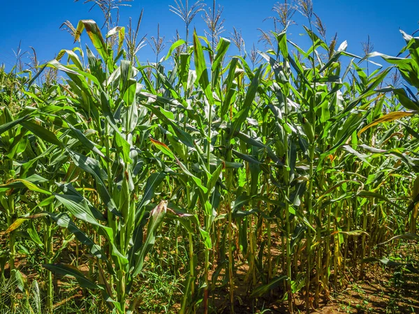 Bonito Campo Milho Plantação Milho Céu Azul — Fotografia de Stock