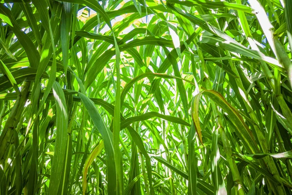 Plantação Cana Açúcar Brasil — Fotografia de Stock