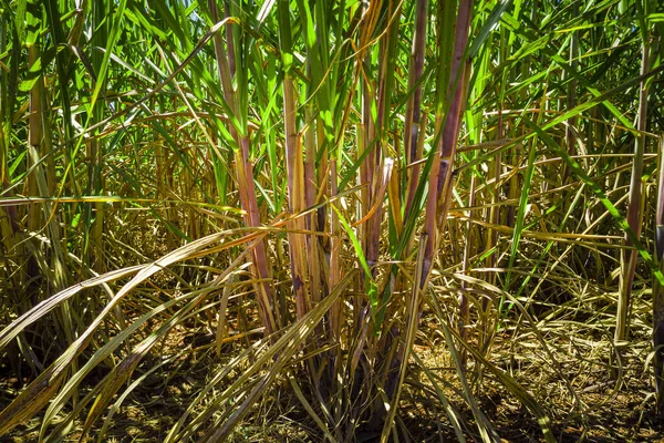 Сахарная Плантация Бразилии — стоковое фото