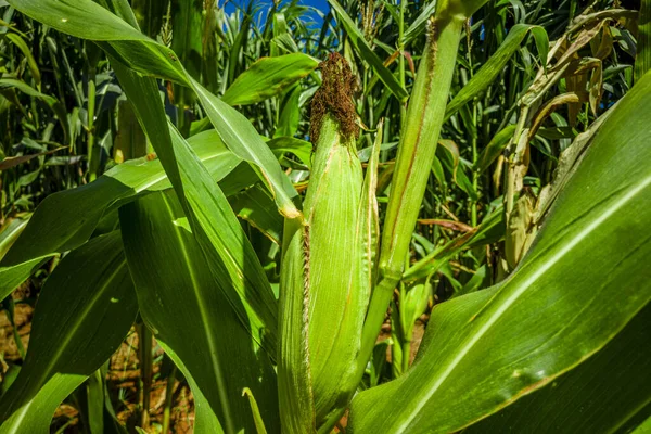 Bonito Campo Milho Plantação Milho Céu Azul — Fotografia de Stock