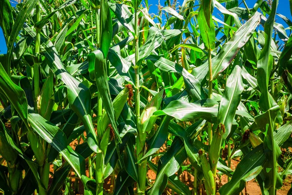 美しいトウモロコシ畑 トウモロコシのプランテーションと青空 — ストック写真