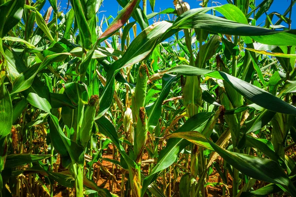 Hermoso Maizal Plantación Maíz Cielo Azul — Foto de Stock