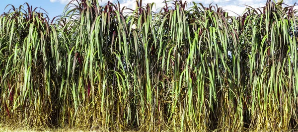 Pennisetum Purpureum Уточненное Название Cenchrus Purpureus Schumach Известный Трава Напьера — стоковое фото