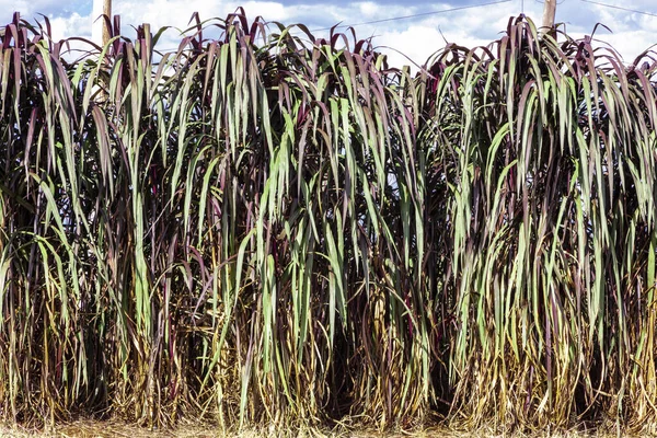 Pennisetum Purpureum Уточненное Название Cenchrus Purpureus Schumach Известный Трава Напьера — стоковое фото