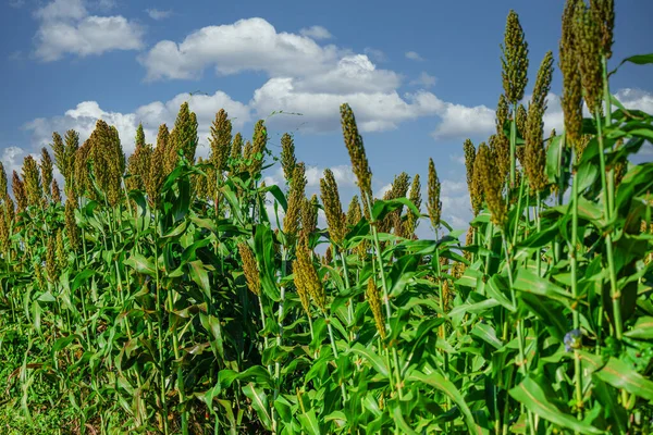 ソルガム ビクロール Sorghum Bicolor 草本科の開花植物の属です オーストラリアに生息し アフリカ アジア インド太平洋の特定の島々にまたがります — ストック写真