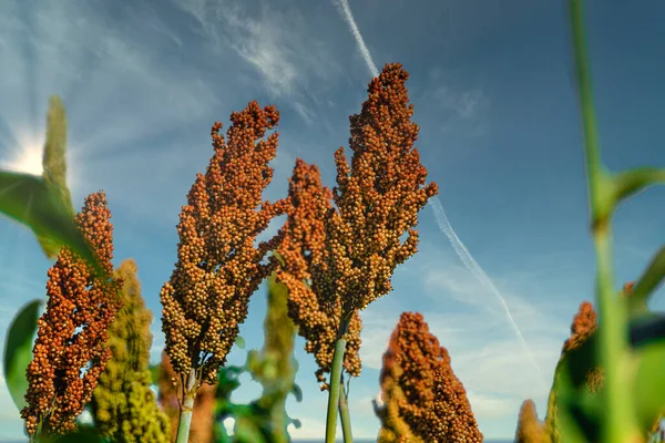 Sorghum Bicolor Género Botânico Pertencente Família Poaceae Nativo Austrália Com — Fotografia de Stock