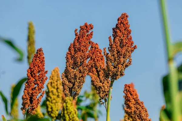 Sorghum Bicolor Género Botânico Pertencente Família Poaceae Nativo Austrália Com — Fotografia de Stock