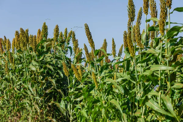 Sorghum Bicolor Género Plantas Con Flores Perteneciente Familia Poaceae Originaria —  Fotos de Stock