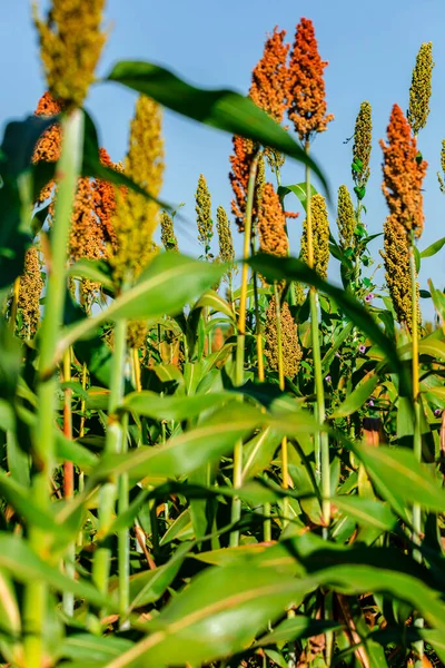 Sorghum Bicolor Género Botânico Pertencente Família Poaceae Nativo Austrália Com — Fotografia de Stock