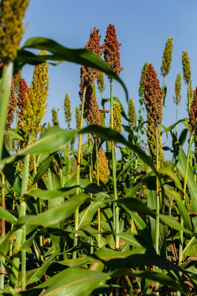 Sorghum Bicolor Género Botânico Pertencente Família Poaceae Nativo Austrália Com — Fotografia de Stock