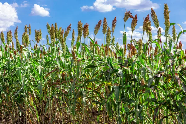 Sorghum Bicolor Género Botânico Pertencente Família Poaceae Nativo Austrália Com — Fotografia de Stock