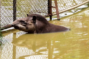 Gölde Tapir 'in serinlemesi yakındır.