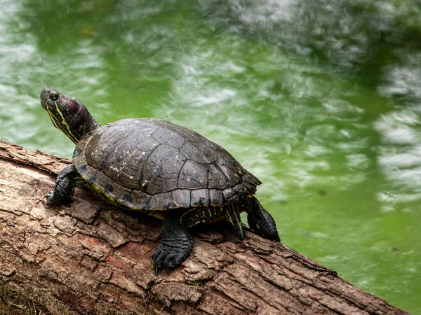 Bain Soleil Tigre Tortue Sur Tronc Arbre Dans Lac — Photo