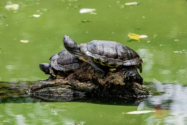 Tijgerschildpad Zonnebaden Boomstam Het Meer — Stockfoto